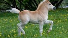 Everything You Need to Know About Ponies and Their Care - PetHelpful