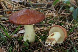 Image result for Suillus wasatchicus