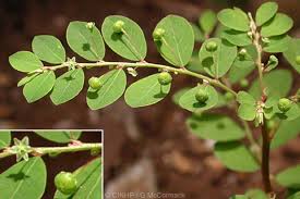 Image result for Phyllanthus tenellus
