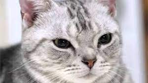 Maybe you would like to learn more about one of these? American Shorthair Grey Cat Pictures Youtube