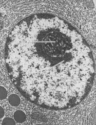 Where is the cell nucleus located? 72 Microscopic Study Ideas Microscopic Microscope Microscopic Images
