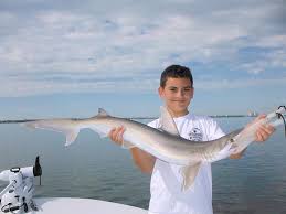 At poseidon charters, the possibilities are endless! Tampa Shark Fishing Charters Best Tampa Shark Fishing Charters