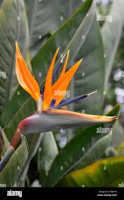 Image result for Strelitziaceae