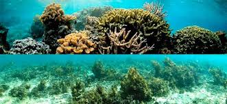Maybe you would like to learn more about one of these? Kolagen Marin Asli Rumpai Laut Photos Facebook