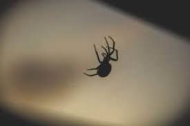 These spiders can survive months without eating. What Do Spiders Eat Diet Of Common House Spiders