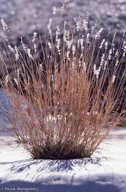 Image result for Polystachya leonardiana