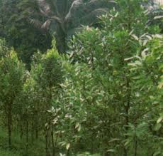 Di dalam kayu manis mengandung zat kimia bernama cinnamaldehyde. 3 Jenis Kayumanis Unggulan Sebagai Komoditi Ekspor Budidaya Tani