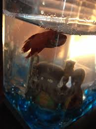 Betta fish, also referred to as siamese fighting fish are commonly kept as pets within one's office or home. My Betta Fish Won T Move From The Top Corner Of His Tank My Aquarium Club