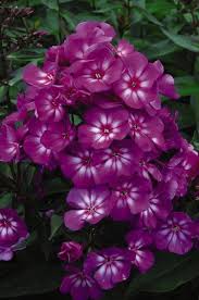 Perennials Knecht S Nurseries Landscaping White Flower Farm Beautiful Flowers Plants