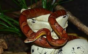 Photo et images libres de droits pour serpent jaune. Quelles Especes De Serpents Peut On Elever A La Maison