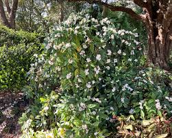 Image result for Mitriostigma axillare