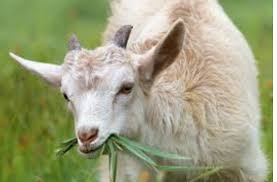 La fiebre q es causada por la bacteria coxiella burnetii, la cual habita en animales domésticos como vacas, ovejas, cabras, pájaros y gatos.algunos animales salvajes y garrapatas también portan dicha bacteria. Preocupacion Por La Fiebre Q Prp Channel