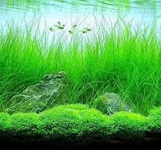 Potted Tall Hairgrass Easy Aquatic Live Plant Freshwater Aquarium Plants Live Aquarium Plants Planted Aquarium