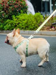 Najdete u nás obojky, vodítka a postroje v různých velikostech i barvách. Objednavky Dinosaurov Psa Na Postroj Nastavit Roztomily Kresleny Psom Na Voditku Vesta NastaviteÄ¾ne Platno Tlacit Postroj Pre Macky Psov Voditka ChovateÄ¾ske Potreby Pre Psov Misc Najlacnejsiebiokrby Sk