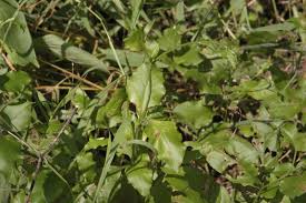 Image result for Plumbago ituriensis
