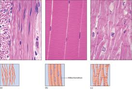 What are the actions of the gemelli muscles? Biological Psychology Chapter 7 Kalat Flashcards Quizlet