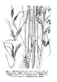 Image result for Hyparrhenia bracteata