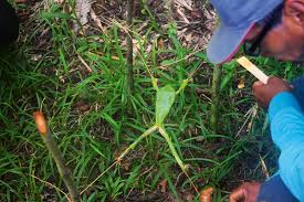 Image result for z p%u0159ednice jedovat 