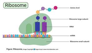 Their distinctive features include primary cell walls containing cellulose, hemicelluloses and pectin, the presence of plastids with the capability to perform photosynthesis and store starch. Plant Cell Definition Labeled Diagram Structure Parts Organelles