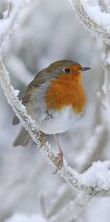 Petirrojo Europeo European Robin Rotkehlchen Rougegorge Familier Tierbilder Vogel Im Garten Bilder