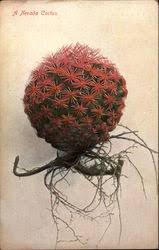 One such awesome human is @kasey.rainbow who has designed this fab artwork and is donating all profits to @wireswildliferescue you can purchase the digital. Cactus Desert Plants Vintage Postcards Images