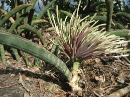 Image result for Sansevieria hallii