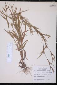 Image result for Hackelochloa granularis