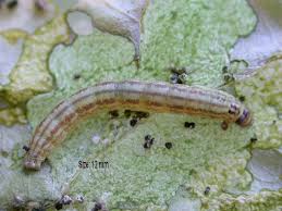 Monitoring of forest pests and diseases and their resultant damage is a critical input to the ipm decision process. Insect Pests Of Vegetable Brassicas In Western Australia Agriculture And Food