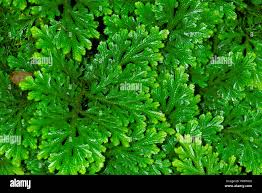 Image result for Selaginellaceae