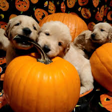 Are golden retrievers large or small breed? Daisy And Chase S Akc Golden Retriever Puppies Home Facebook