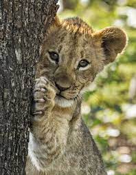 Now You See Me Photo By Holly Lynn Latimour National Geographic Your Shot Cute Baby Animals Baby Animals Cute Animals