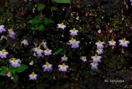 Image result for Utricularia striatula