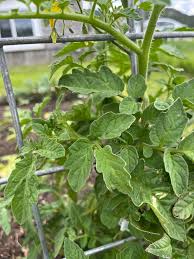 Image result for BLACKFLY ON TOMATO PLANTS