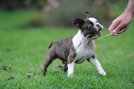 Image result for boston terrier