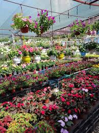 Pin By Elsabe Van Wyk On Zaman Plants Garden Shop Garden