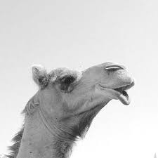 Monday, wednesday and friday from 08:30 am till 11:00 am tuesday and thursday from 08:30 am till 12:00 pm on saturday from 08:30 am till 09:00 am. Royal Camel Farm Manama 2021 All You Need To Know Before You Go With Photos Tripadvisor