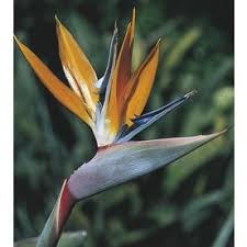 Orange Bird Of Paradise In Pot Pin On Products