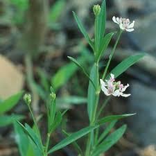 Image result for Justicia australis