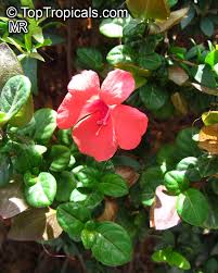 Image result for Barleria galpinii