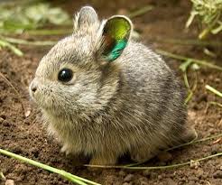 Year Of The Threatened Rabbit World S Smallest Rabbits Fight Extinction Cute Animals Animals Beautiful Animals