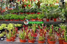 126 & 128 jalan pintal tali. Garden Centres In Penang