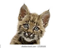 Baby Bobcat Images Stock Photos Vectors Shutterstock