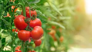 Maybe you would like to learn more about one of these? Manfaat Jus Tomat Tinggi Antioksidan Hingga Sehatkan Mata