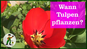 Die blumen sollten im herbst gepflanzt werden. Tulpen Pflanzen Aber Wie Youtube