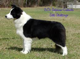 Maybe you would like to learn more about one of these? Selecting And Training A Border Collie Puppy Pethelpful