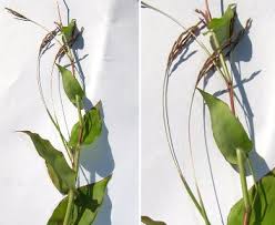 Image result for Arthraxon