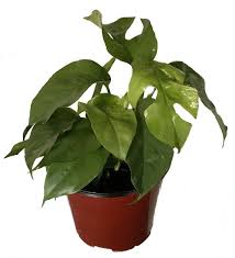 Ultra Rare Ginny Philodendron Rhaphidophora Tetrasperma 6 Pot Mini Monstera Hirt S Gardens Plants House Plants Philodendron