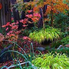 Japanese Maples Set Fire To This Fall Garden Finegardening Autumn Garden Japanese Garden Japanese Maple Tree Landscape