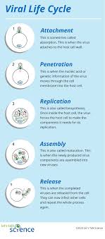 Introduction To Viruses Let S Talk Science