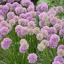 Allium Millenium White Flower Farm Flowers Perennials Country Garden Flowers